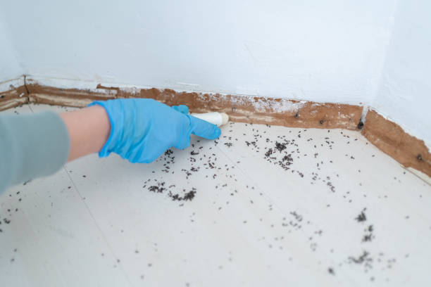 Best Bed Bug Extermination  in Franconia, VA